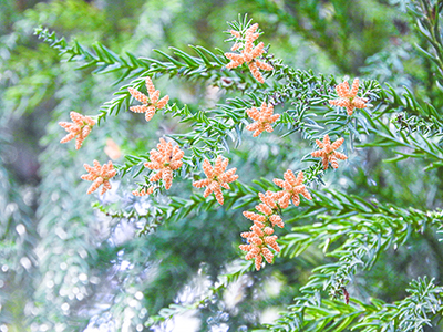 スギ花粉のイメージ